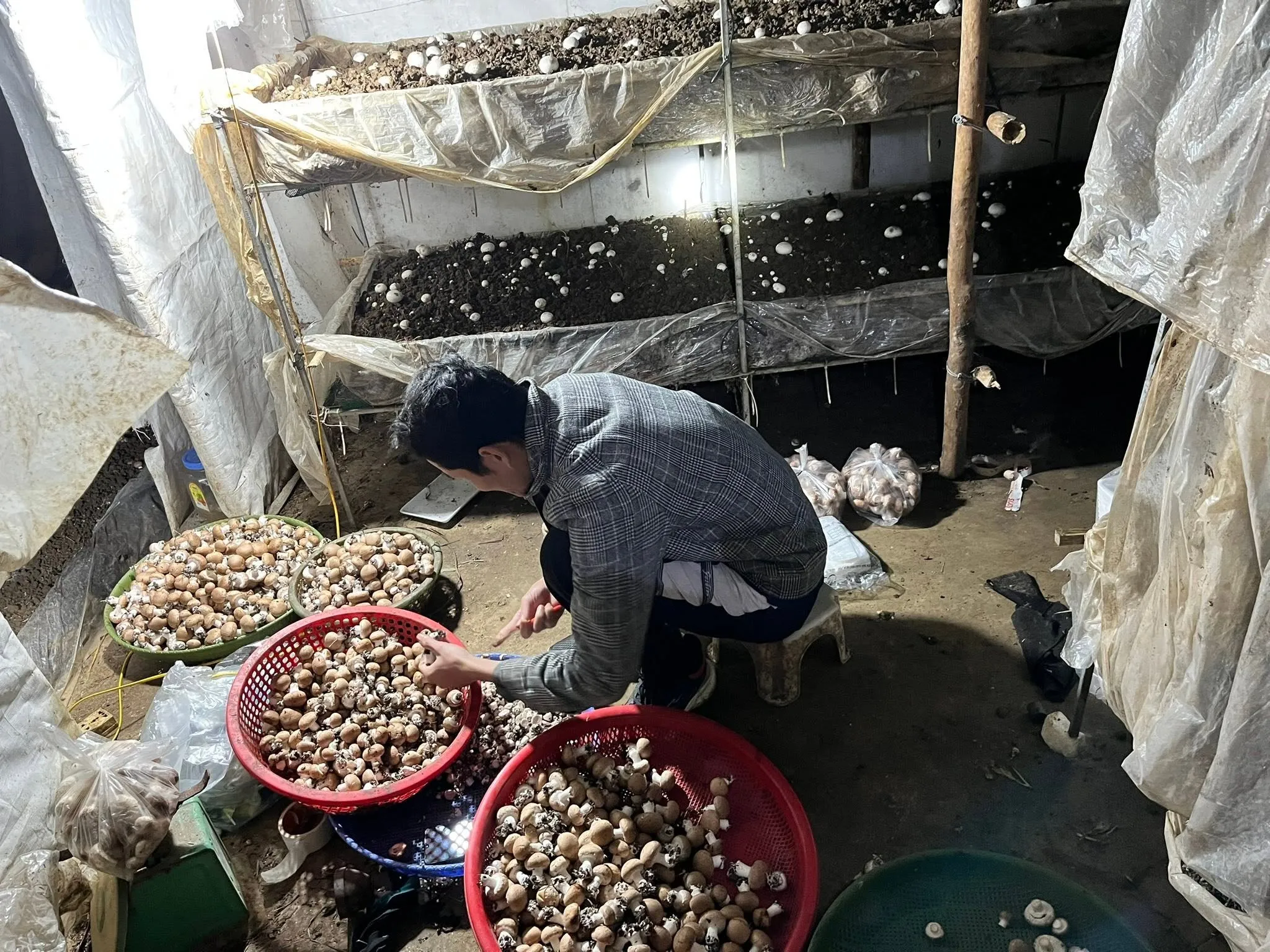 Từ 2 vụ một năm đến trồng nấm quanh năm ở Tân Lĩnh